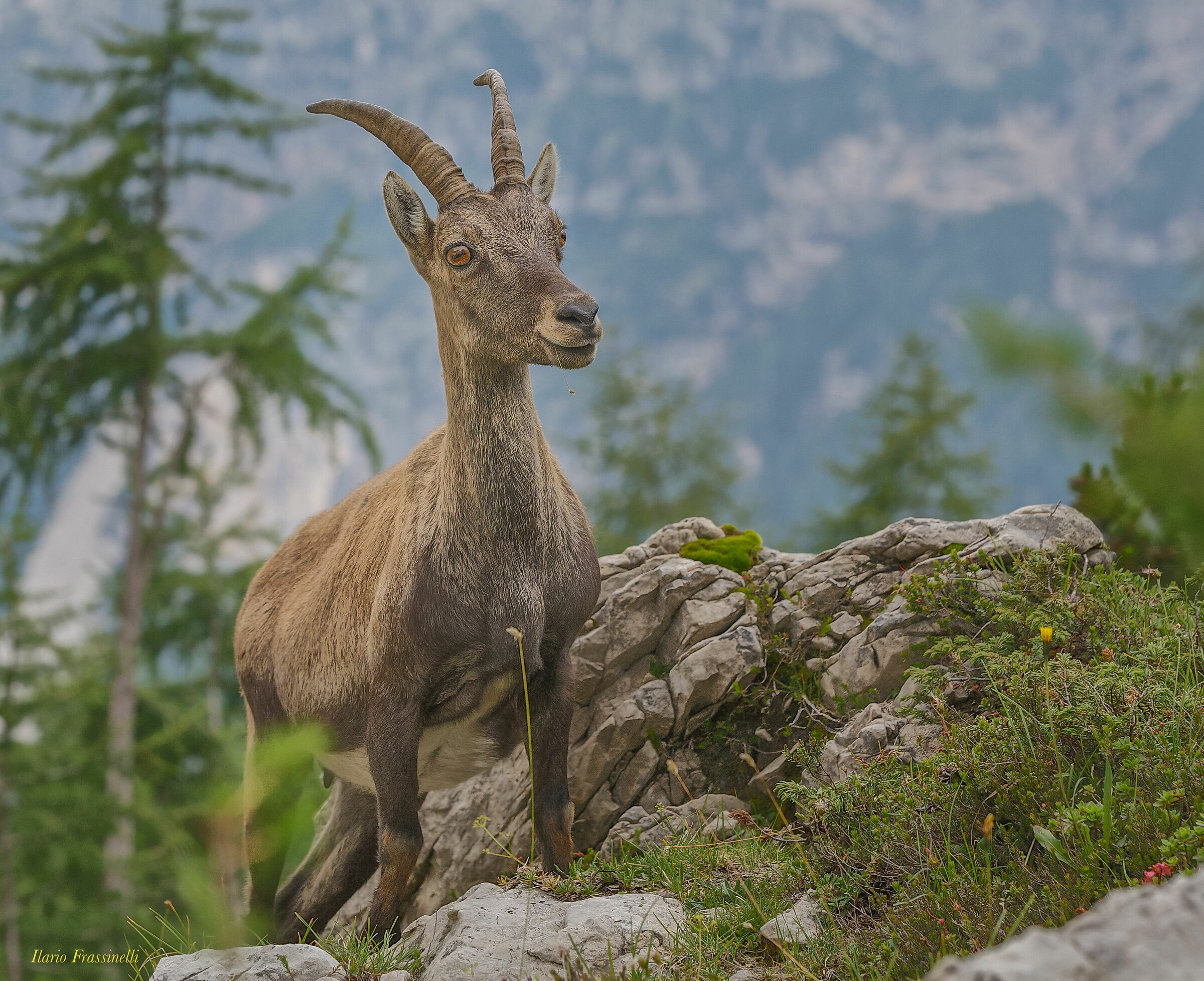 Ibex