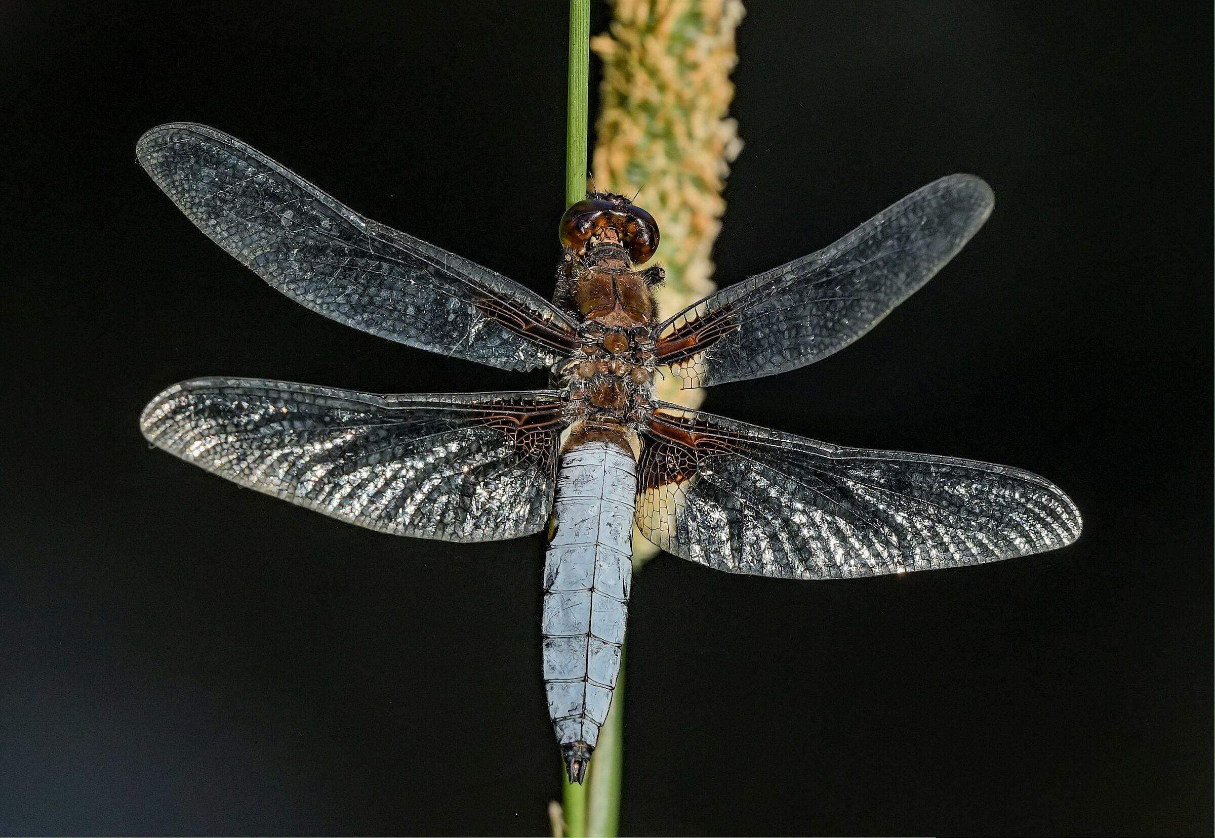 Libellula depressa