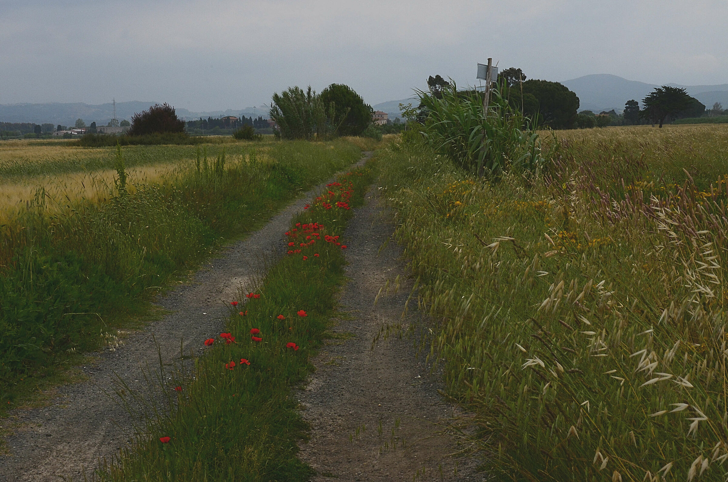 osop_PN_0611 modest country road before the pious