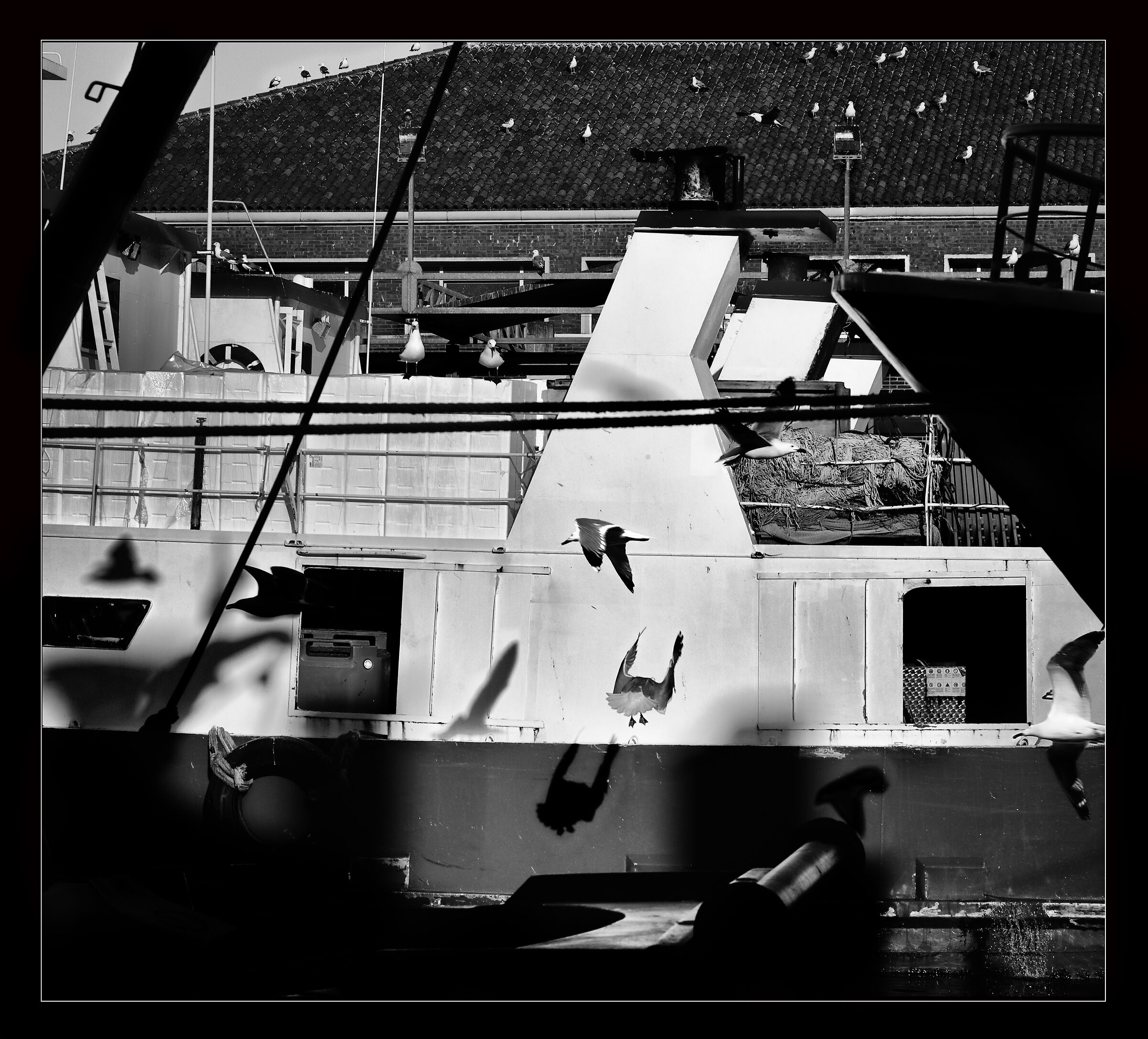 All power to seagulls