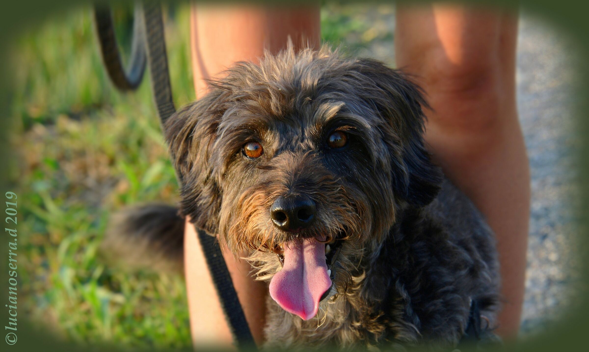 Wandina... la simpatica cagnolina di Giorgia