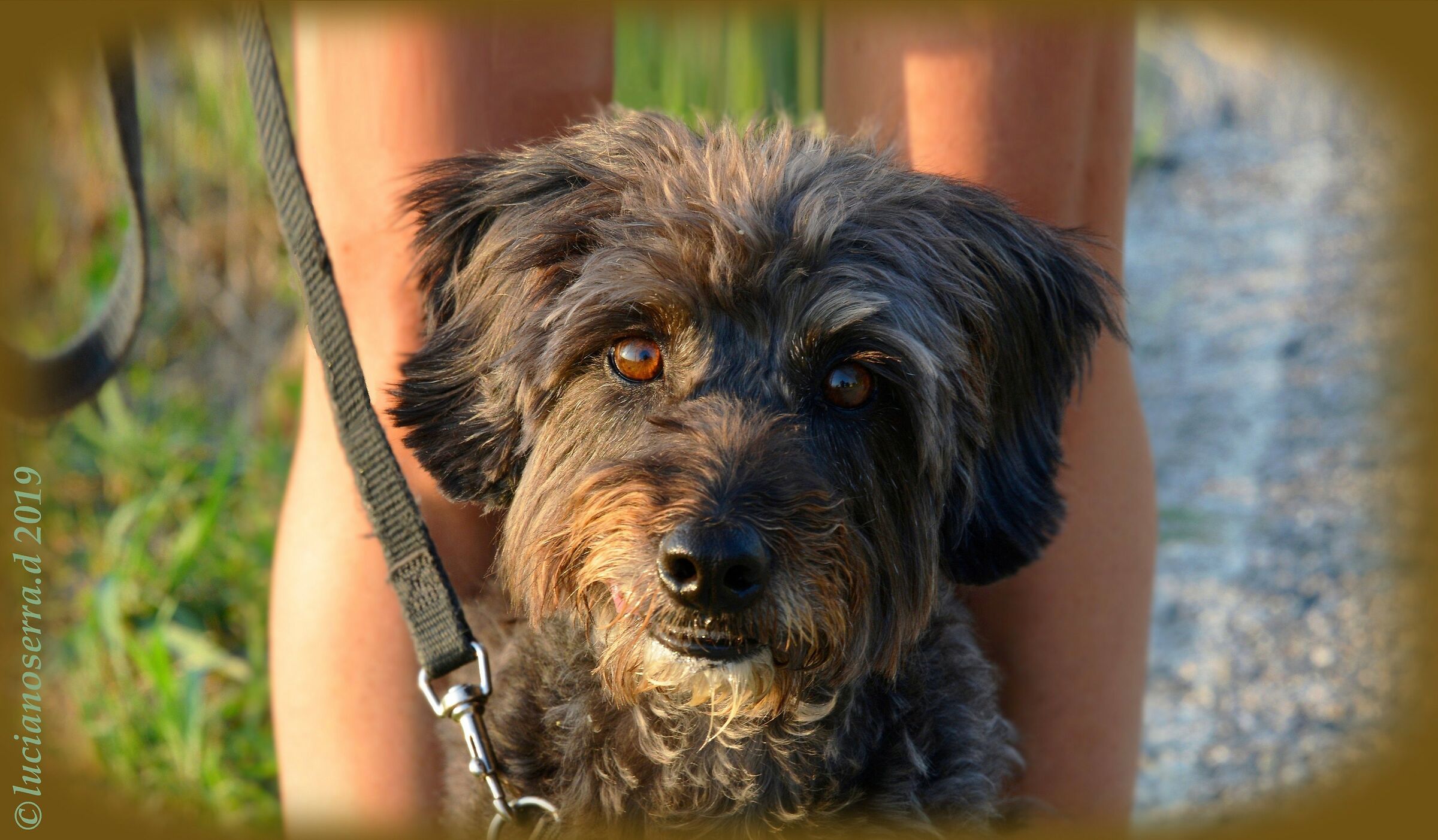 Wandina... la timida cagnolina di Giorgia