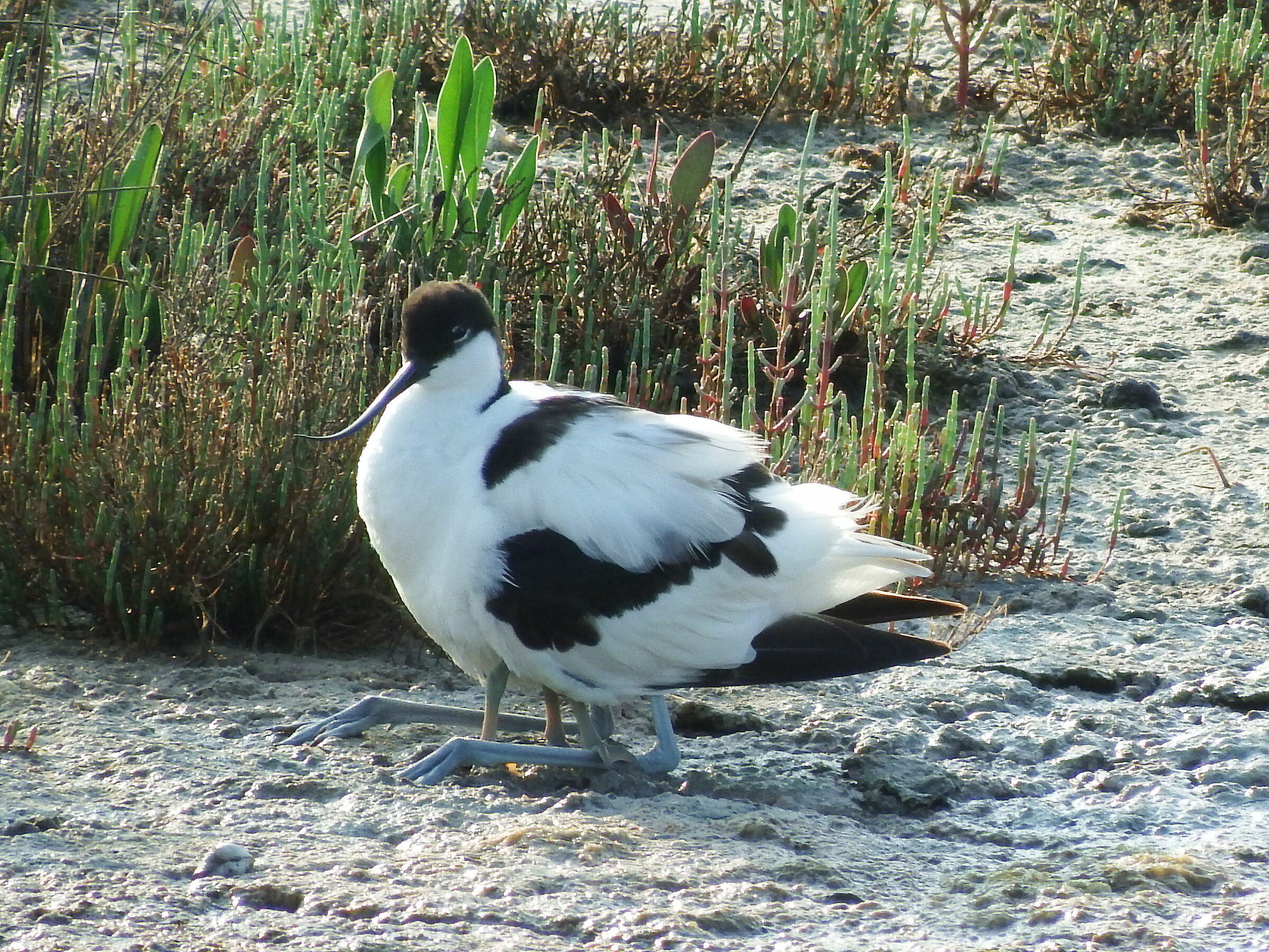 Avocetta - 1
