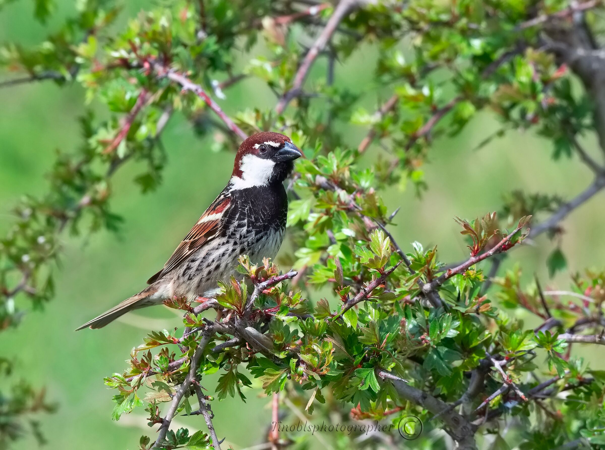 Sardinian sparrow ((Passer hispaniolensis )