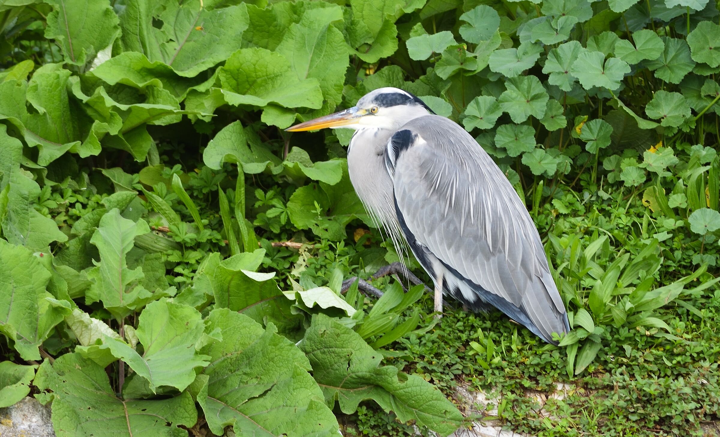 ash heron