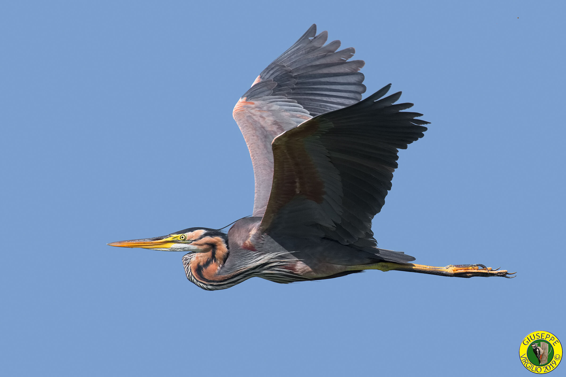 Airone Rosso (Sardegna ) 2019