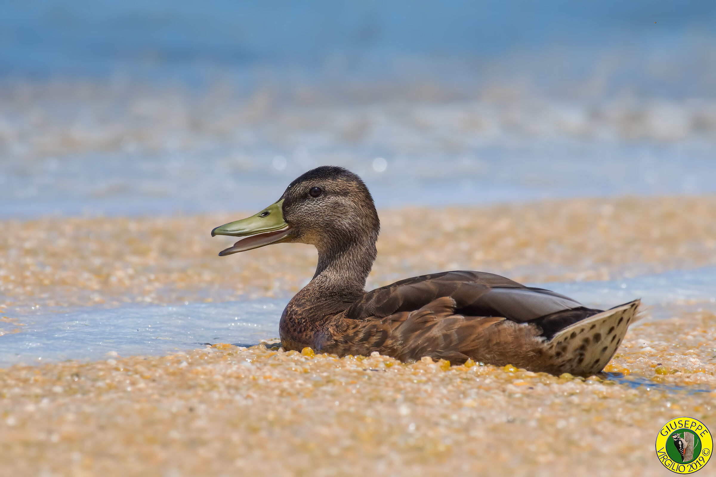 Germano maschio (Sardegna )2019