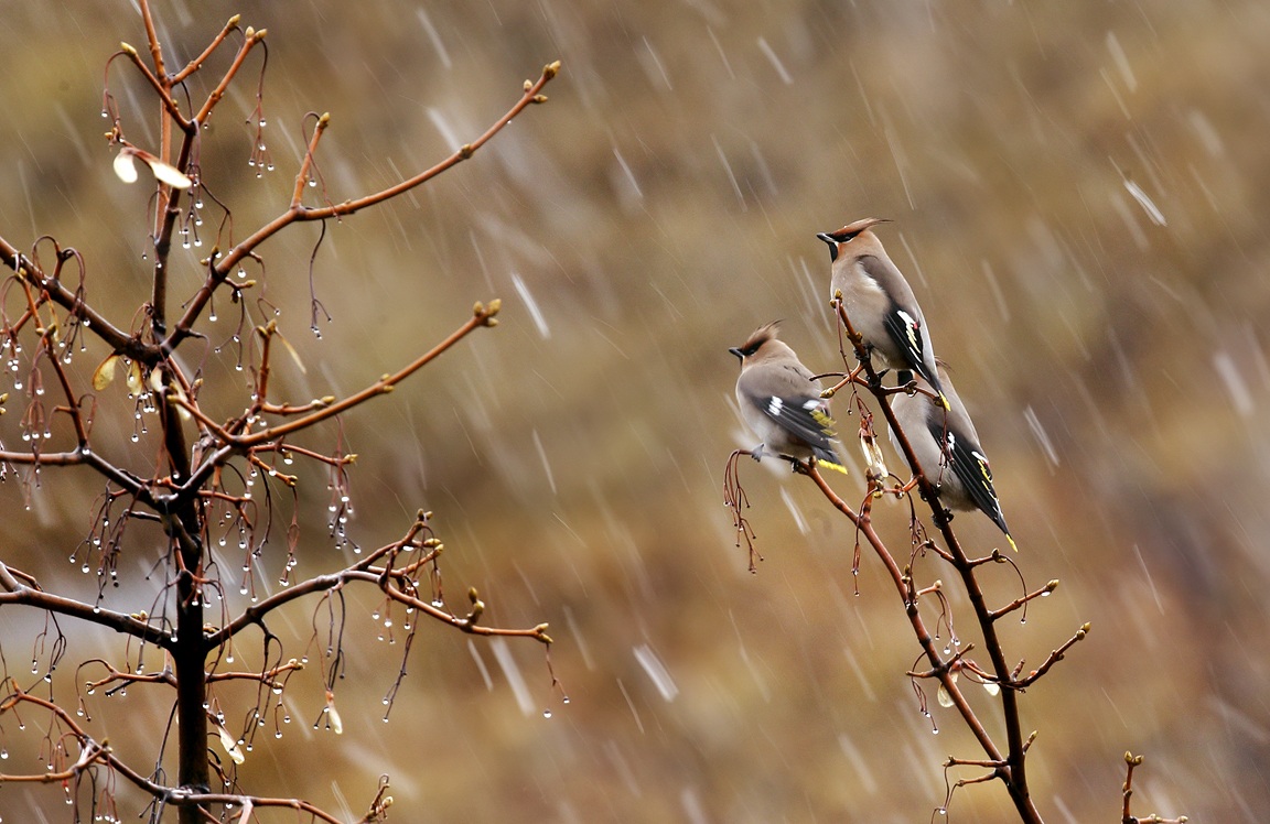 Snowfall with Waxwings