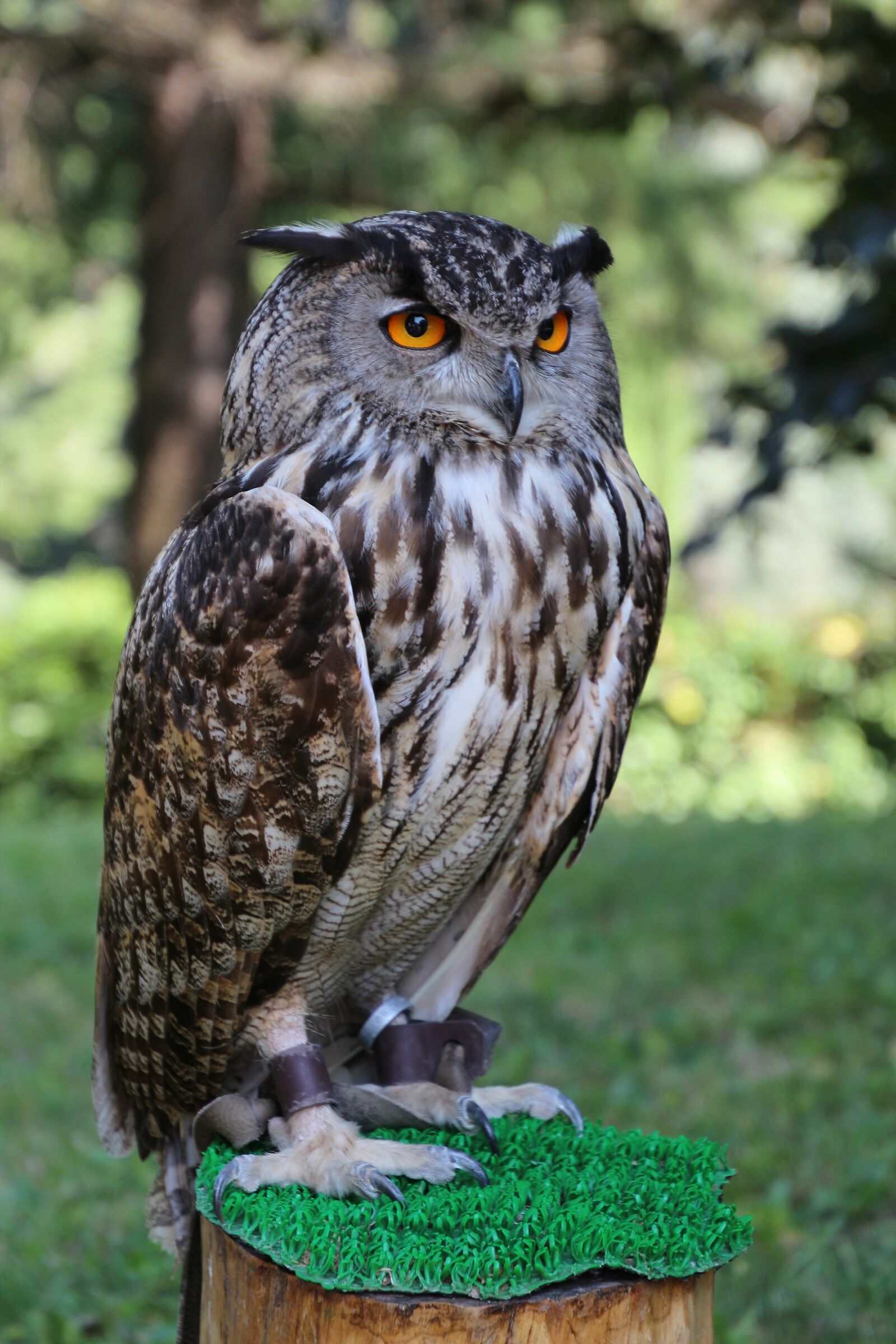 REAL GUFO - Monguzzo Castle