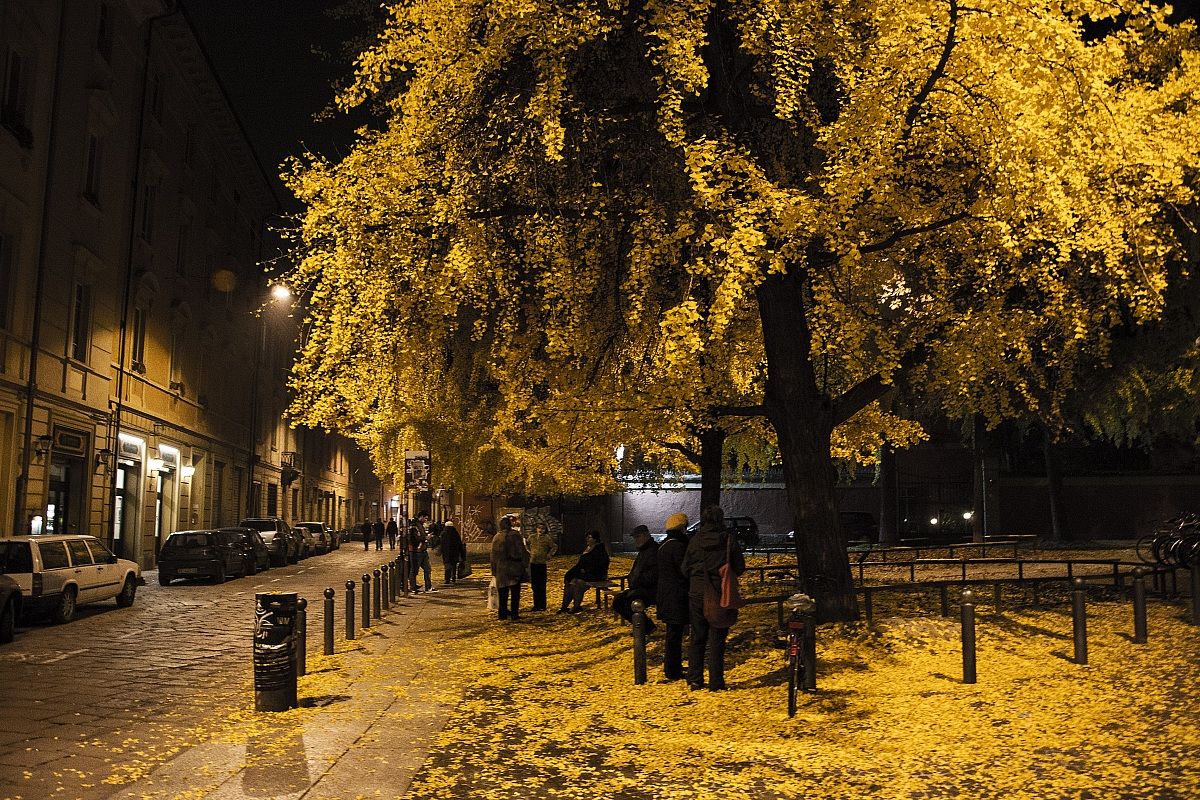 bologna by night