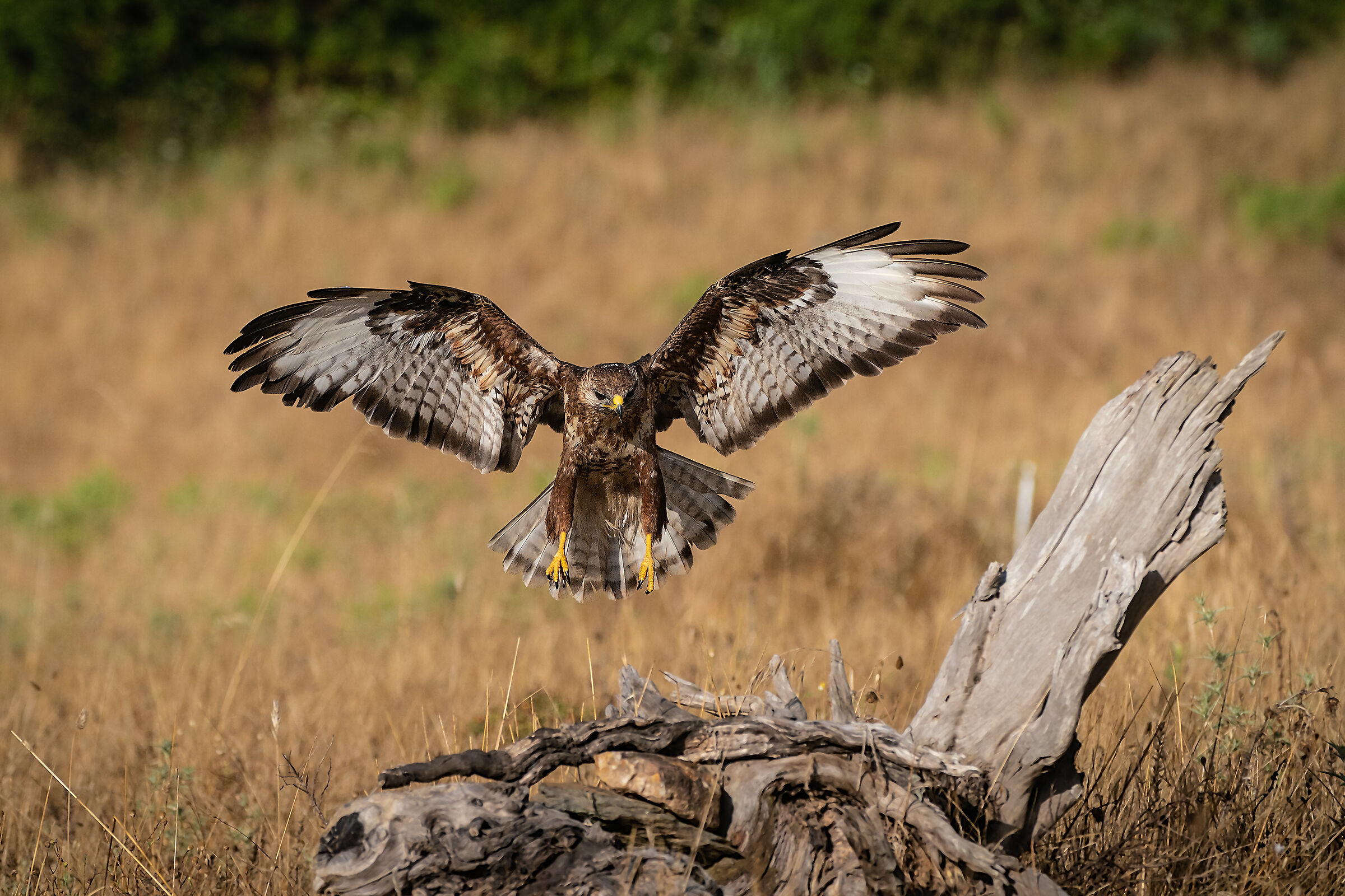 Common buzzard