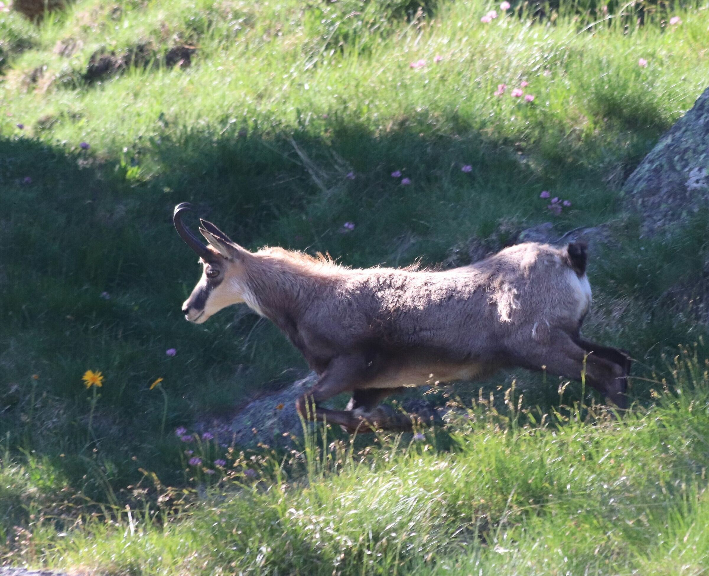 Flying on the meadows