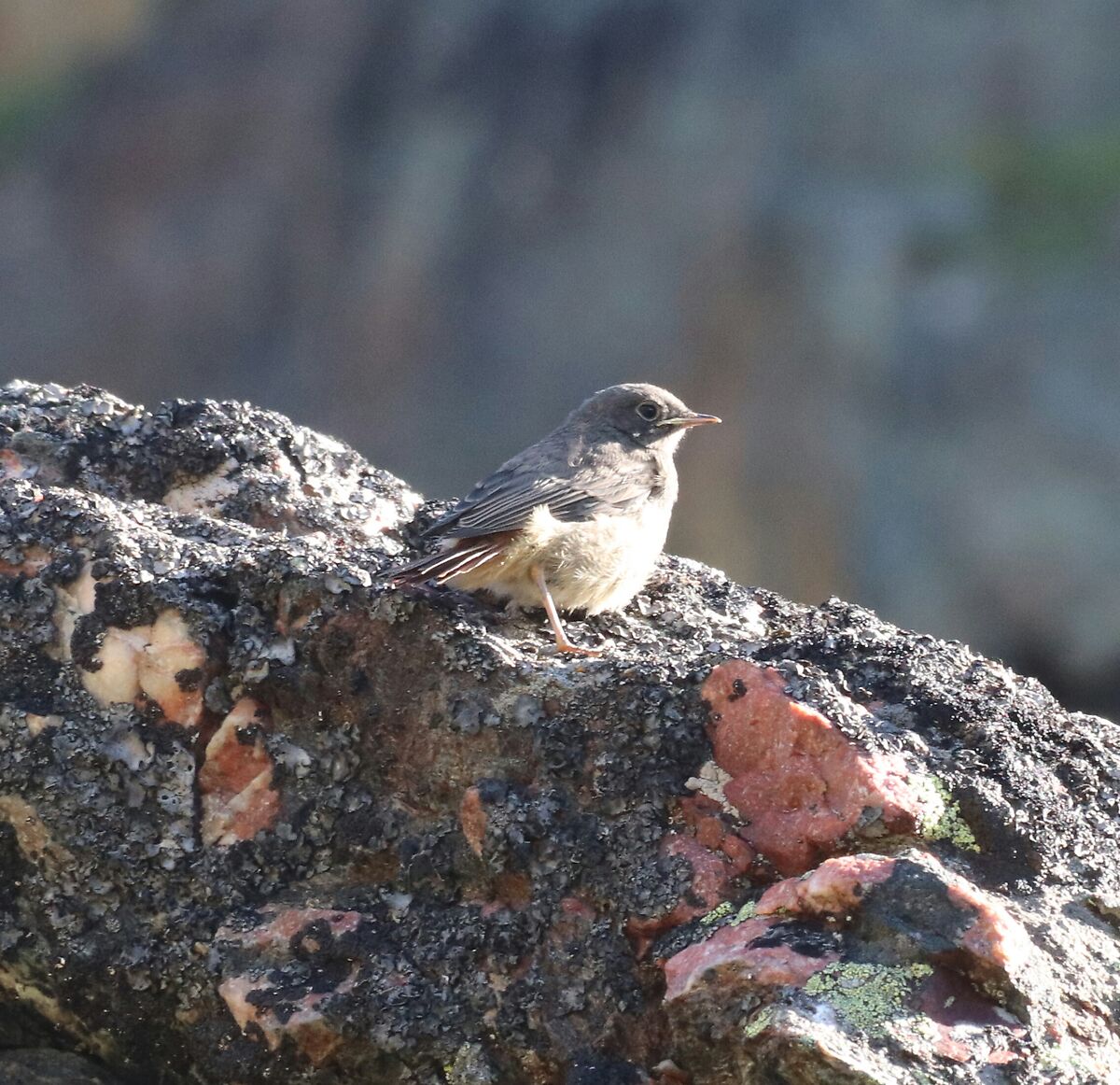 Small codirosso chimney sweep