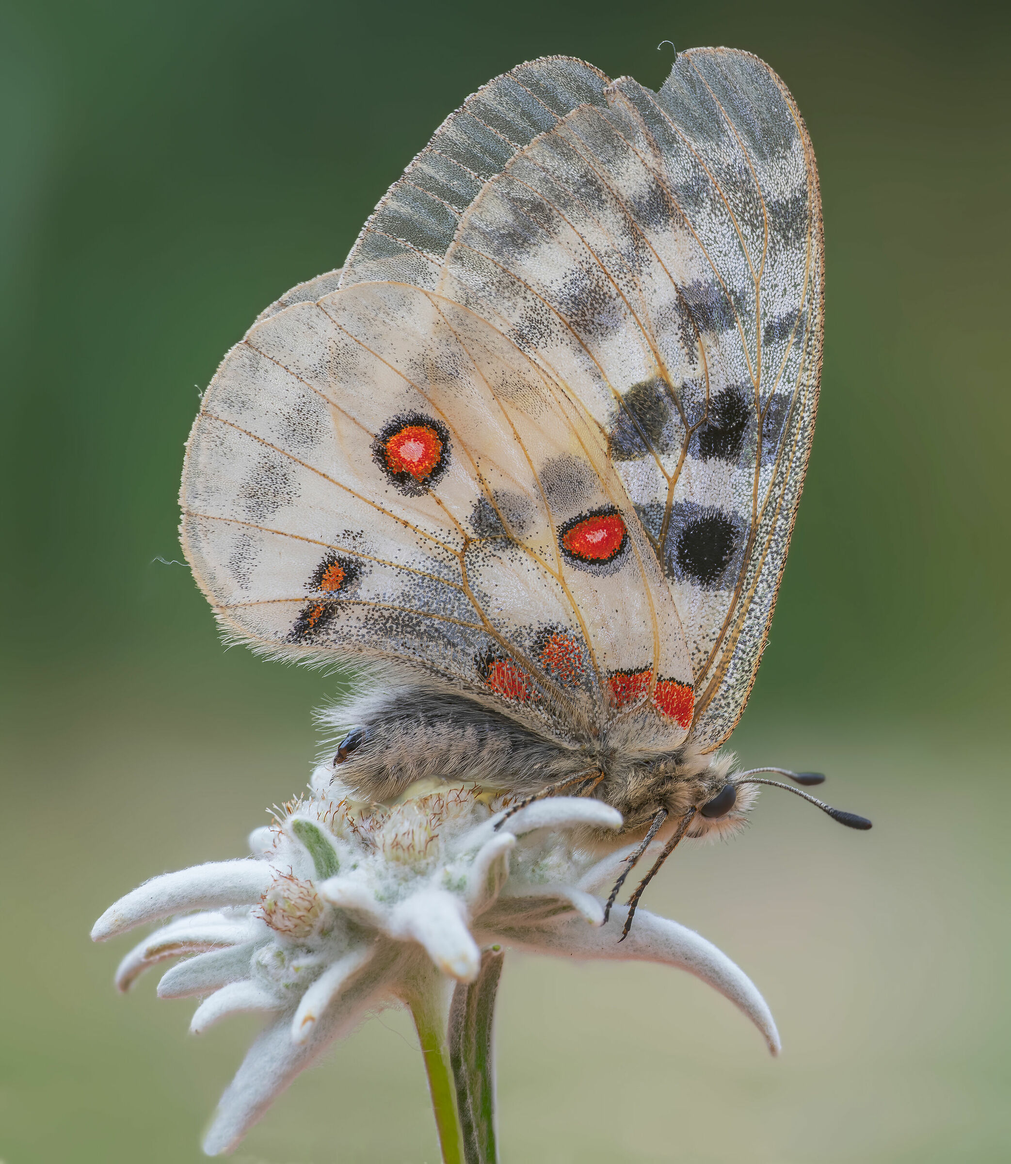 parnassius apollo