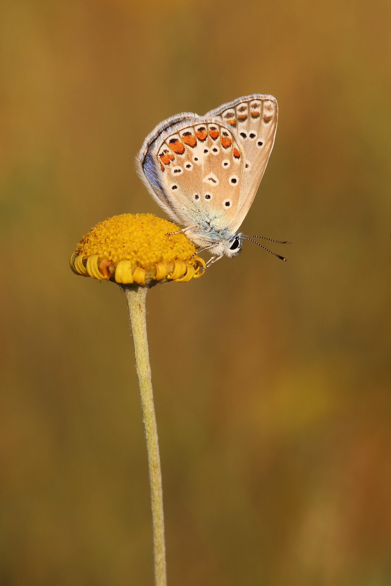 Polyommatus icarus