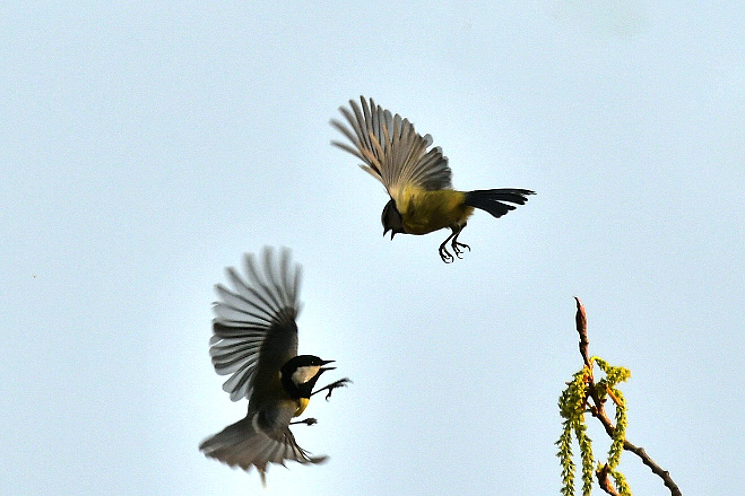 Battle between Cince