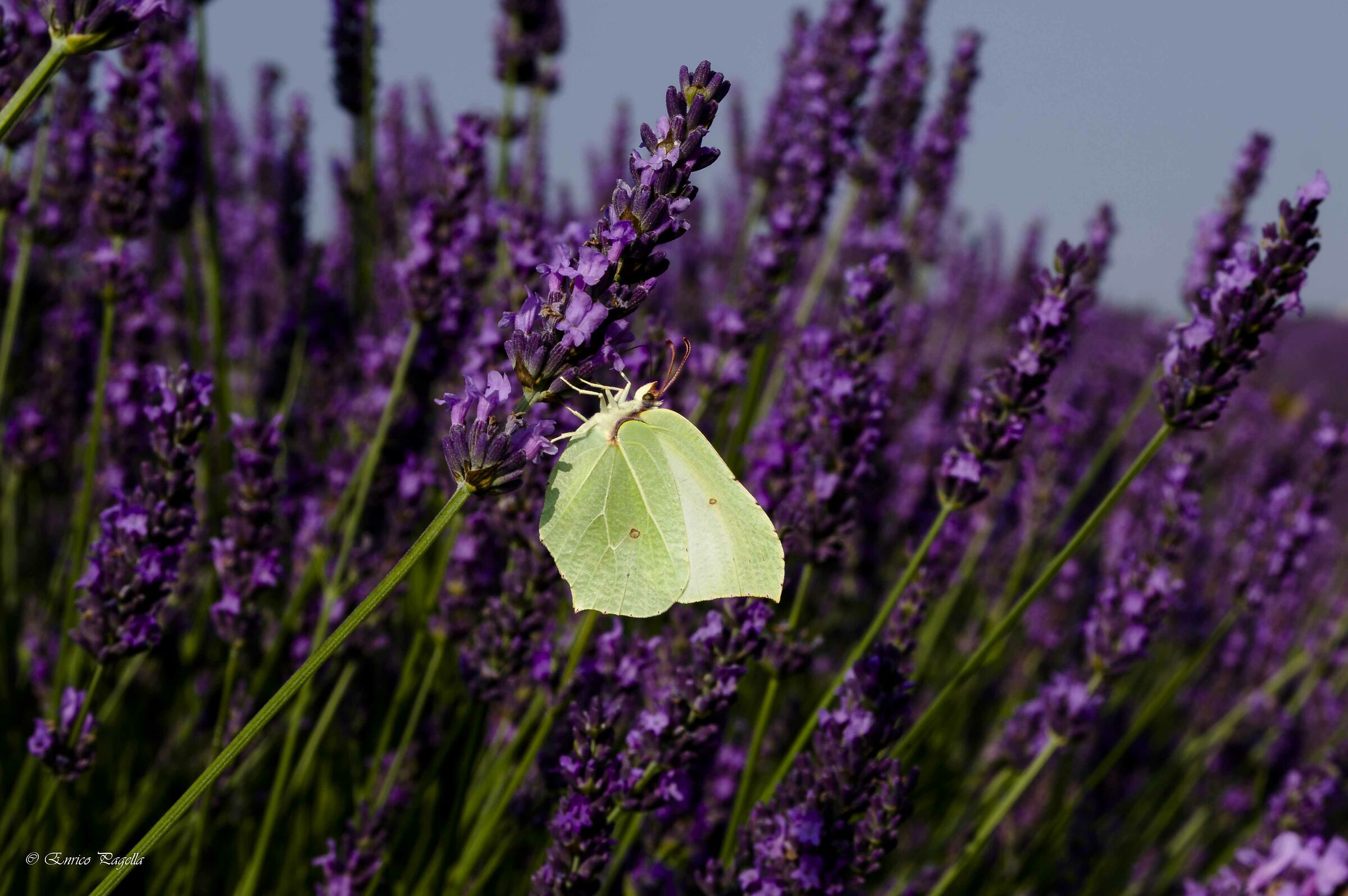 tra i campi di lavanda