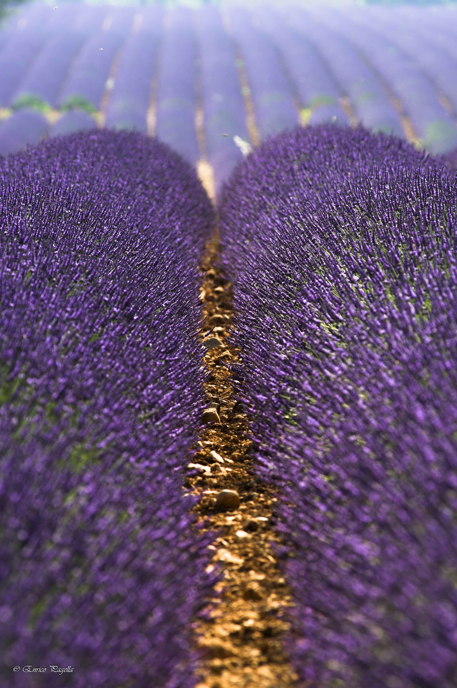 among the lavender fields
