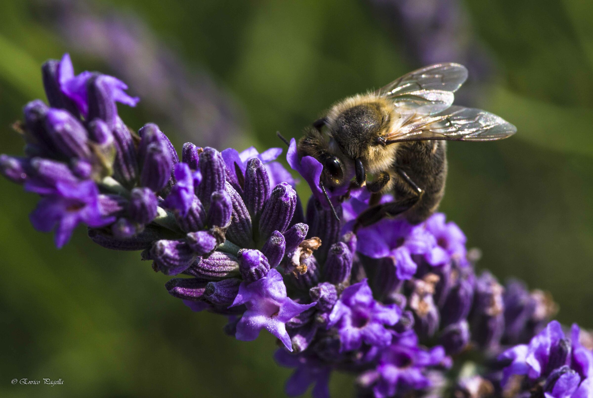 tra i campi di lavanda