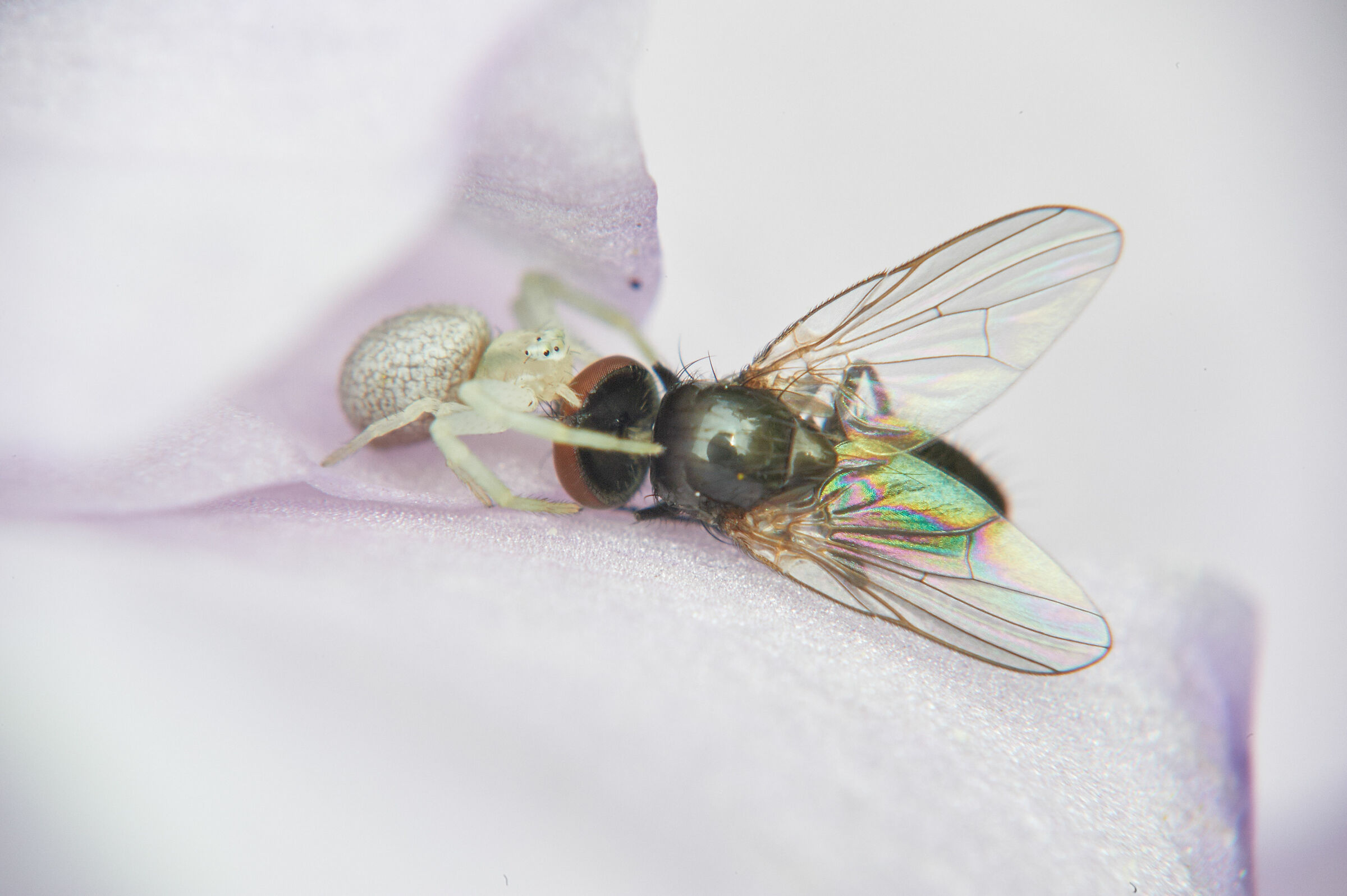 Morte tua Vita mia...