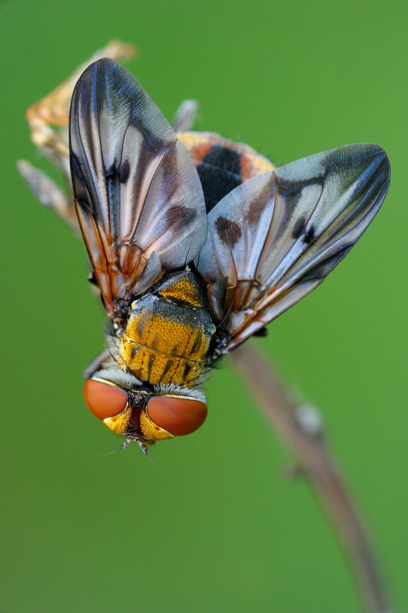 Ectophasia crassipennis