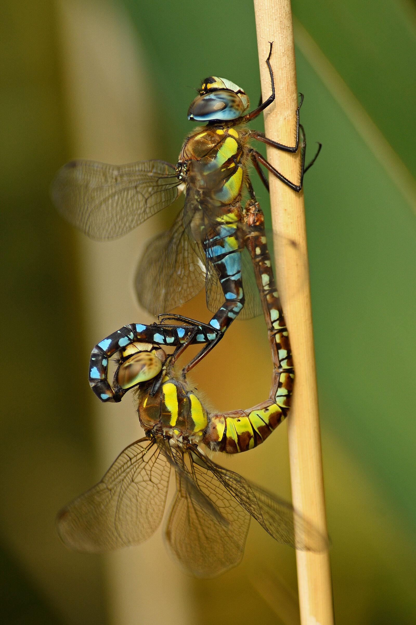 aeshna_mixta accoppiamento