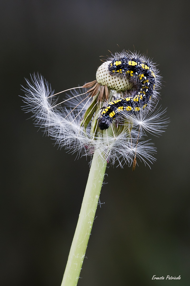 bruco-di-callimorpha-su tarassaco