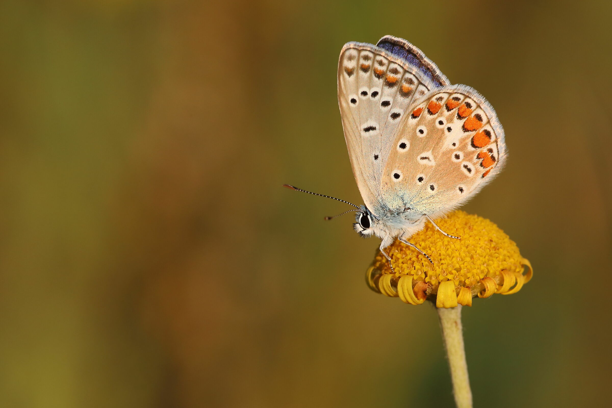 Polyommatus icarus