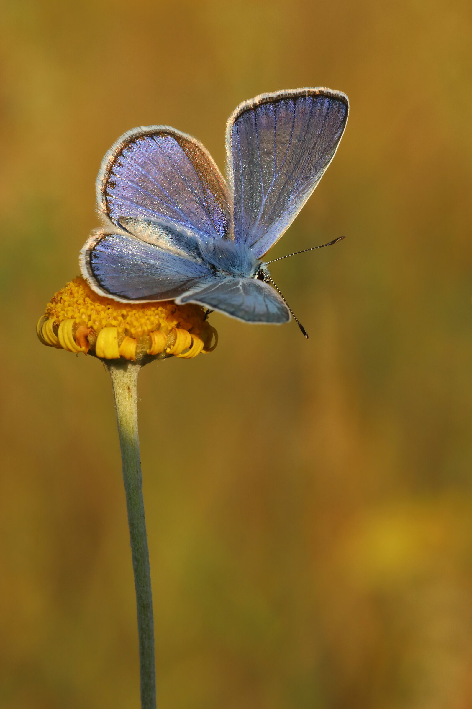 Polyommatus icarus