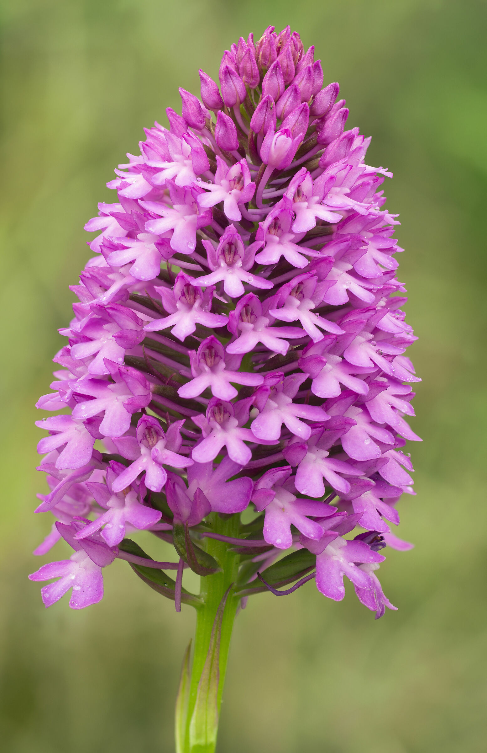 Anacamptis pyramidalis