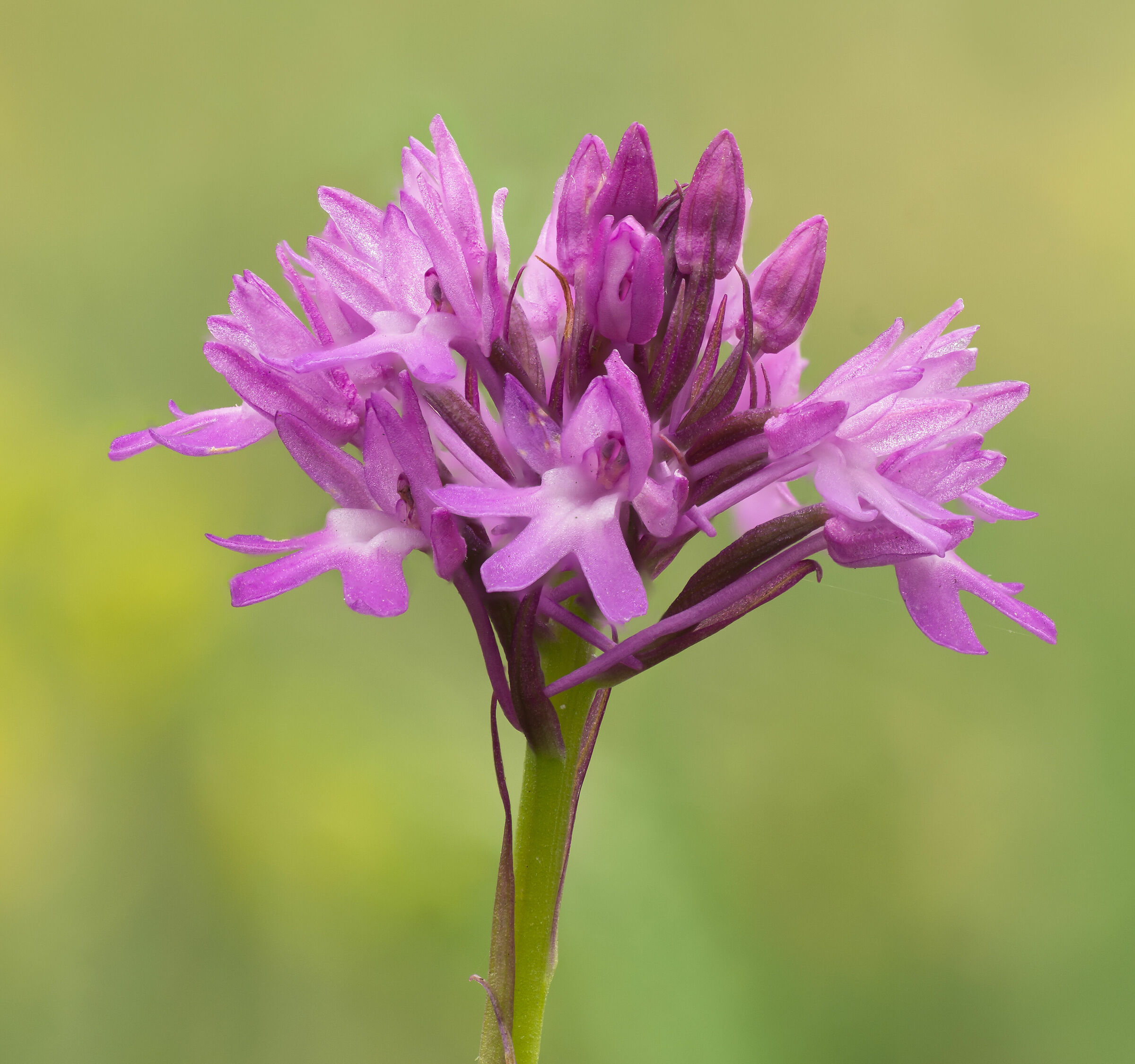 Anacamptis pyramidalis