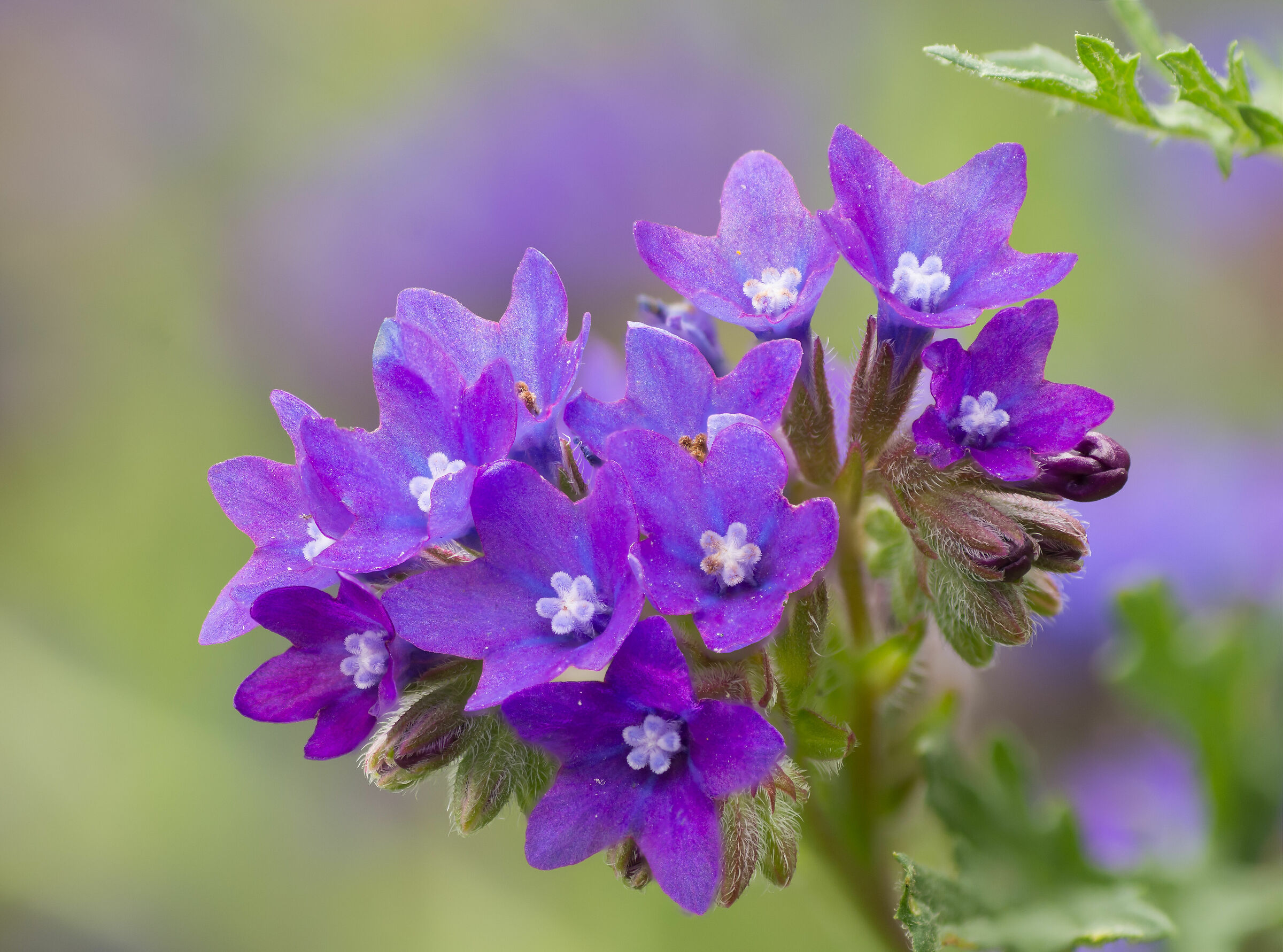 Anchusa officinalis