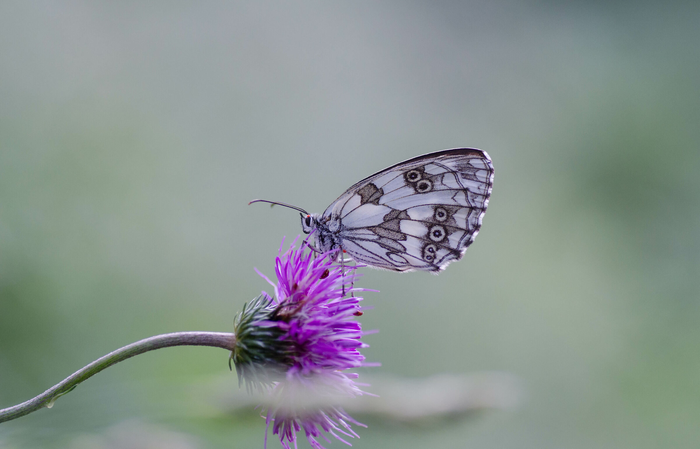 Melanargia galathea