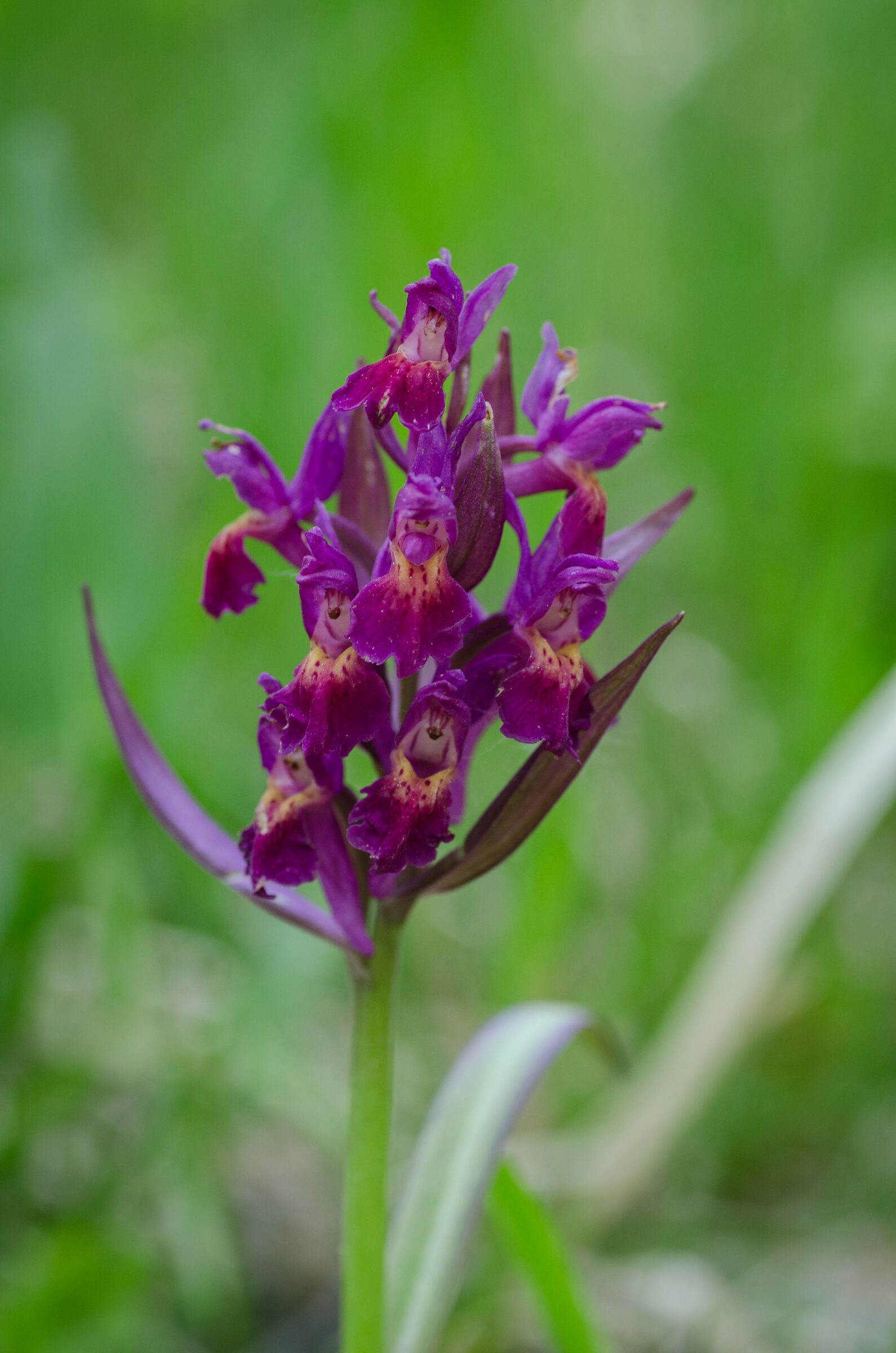 Orchis sambicina