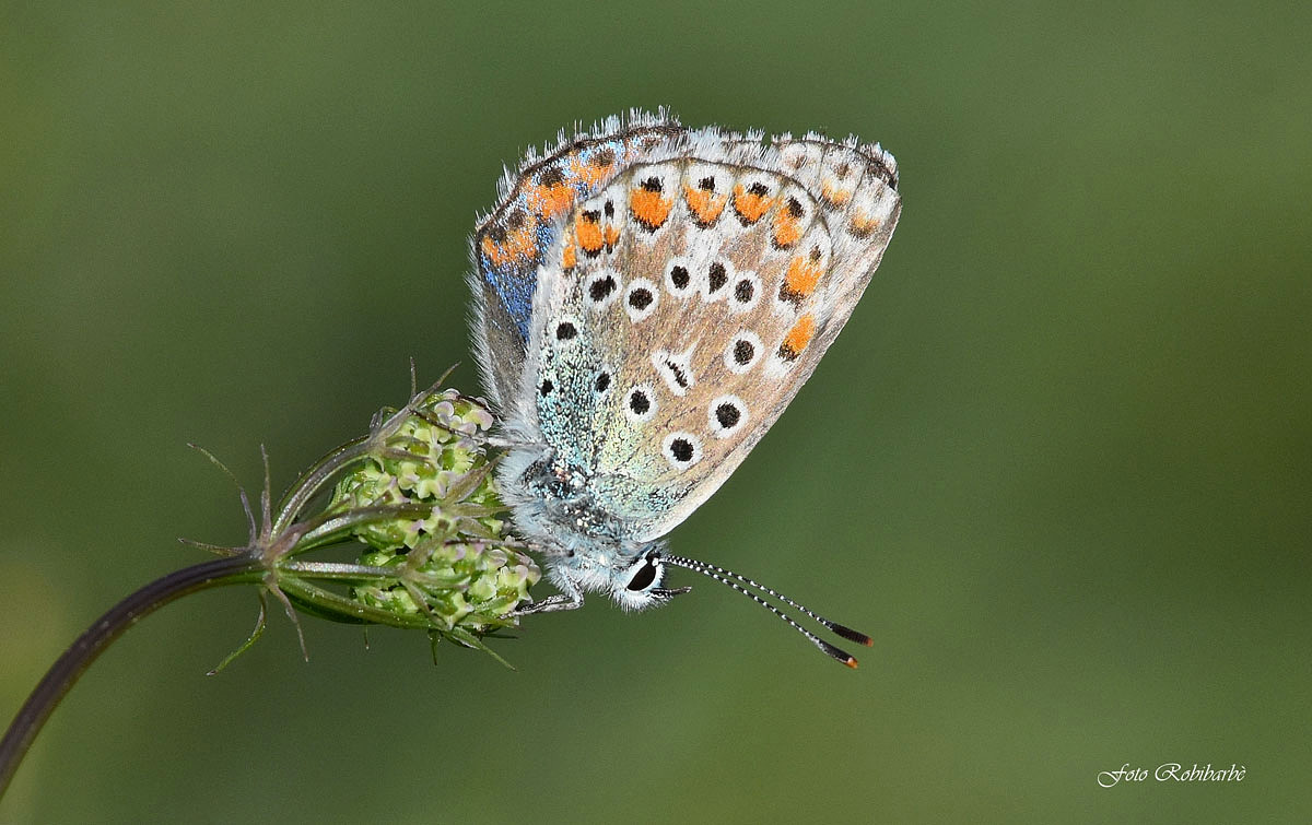 Polyommatus thersites...