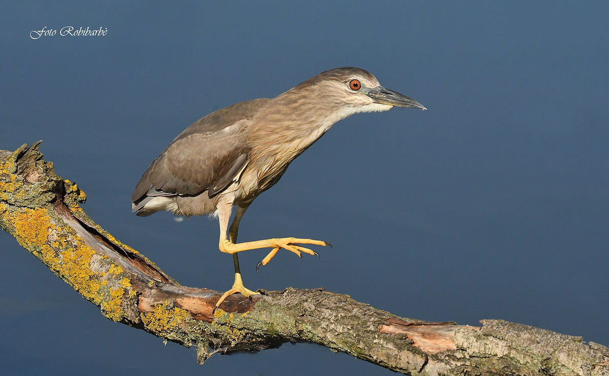 The Nitticora walking...