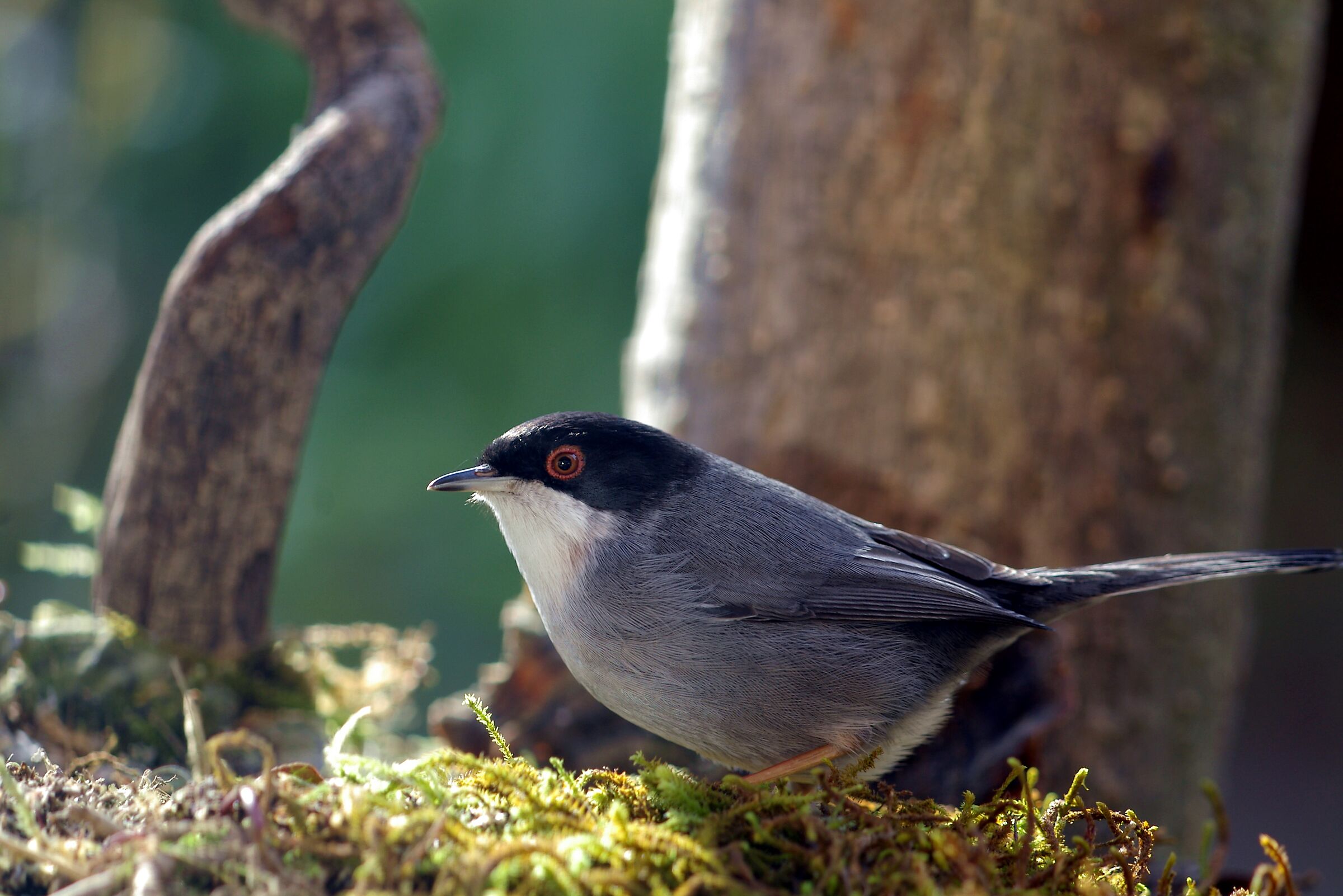 Occhiocotto nei pressi della mangiatoia