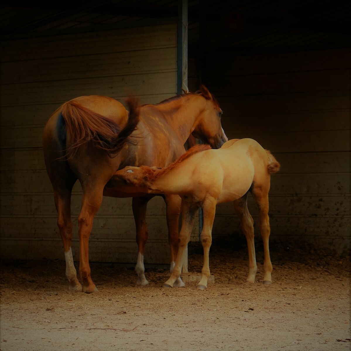 Mare and foal. Quarter horse