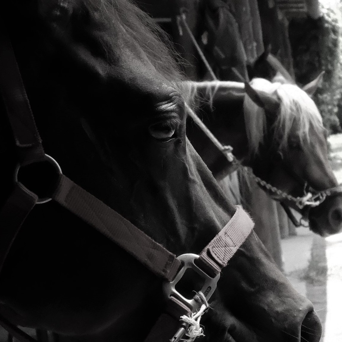 Whiz Heart Peppy. Quarter horse stallion