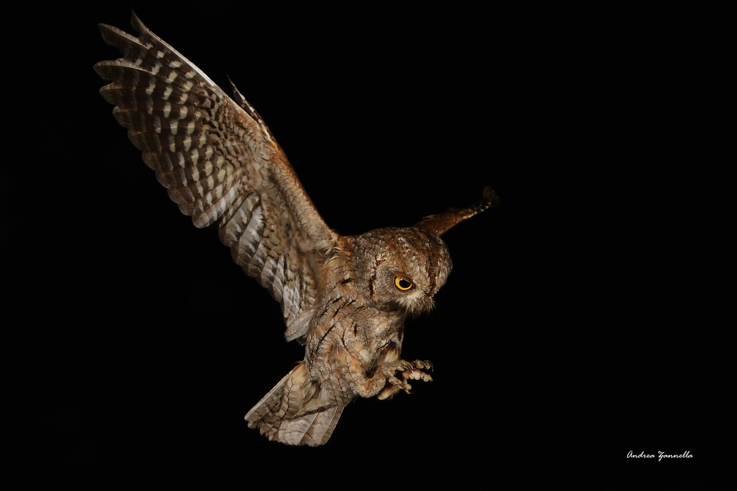 Preparing the attack