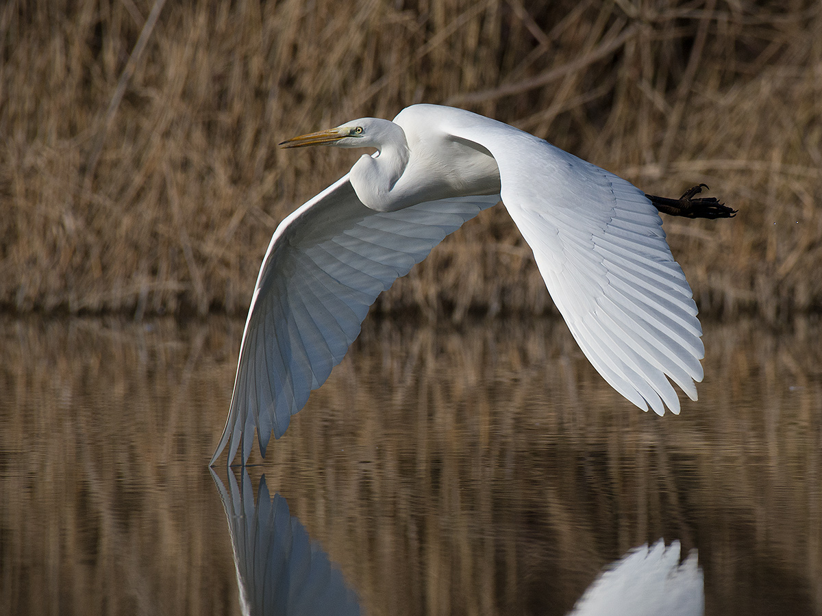 Major white heron