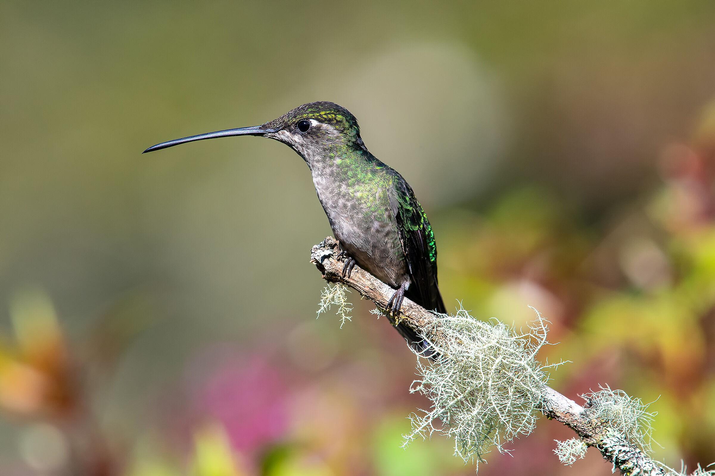 colibrì