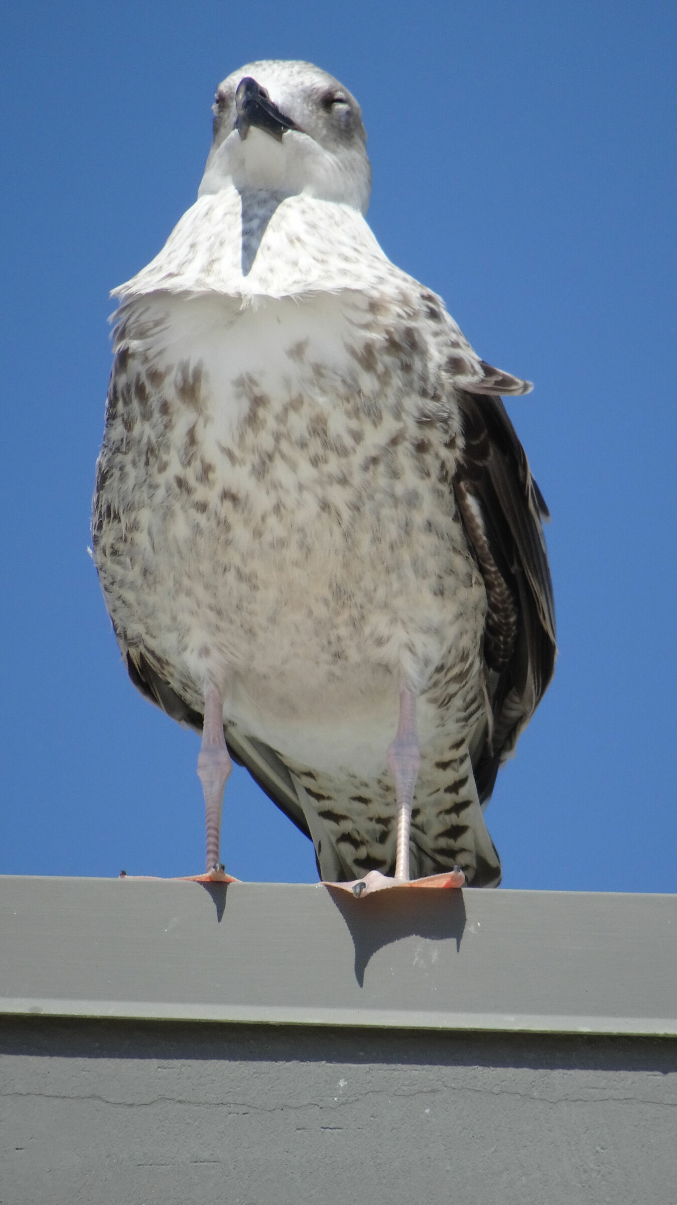 Sonnolenze pomeridiane