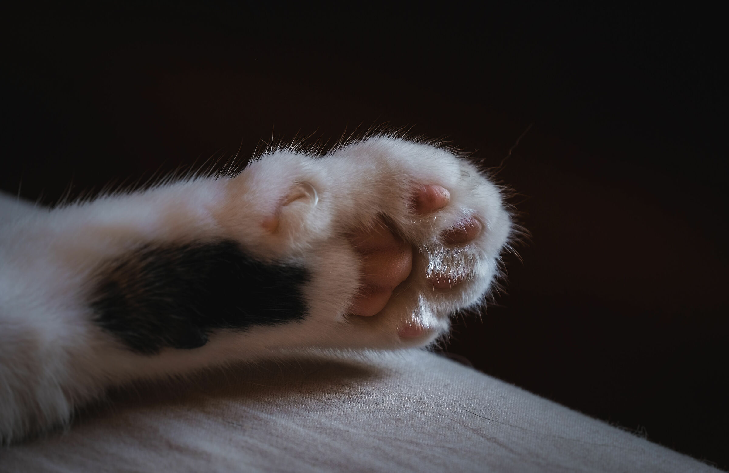 Paw