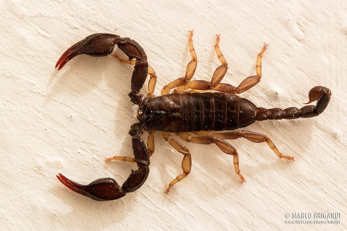 Euscorpius italicus - Scorpione italiano
