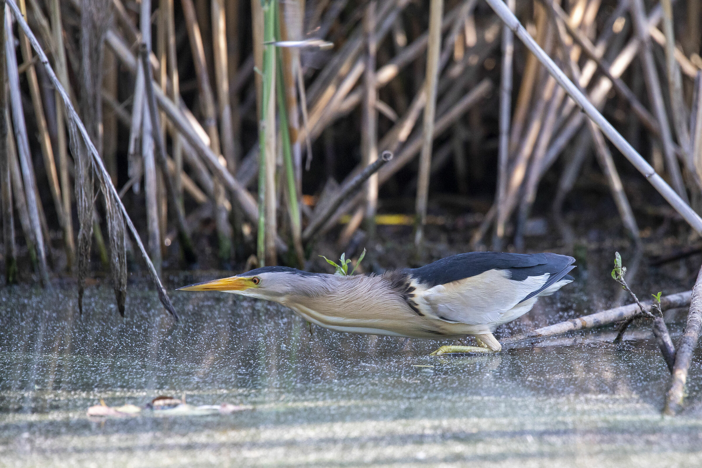 Tarabusino on the hunt