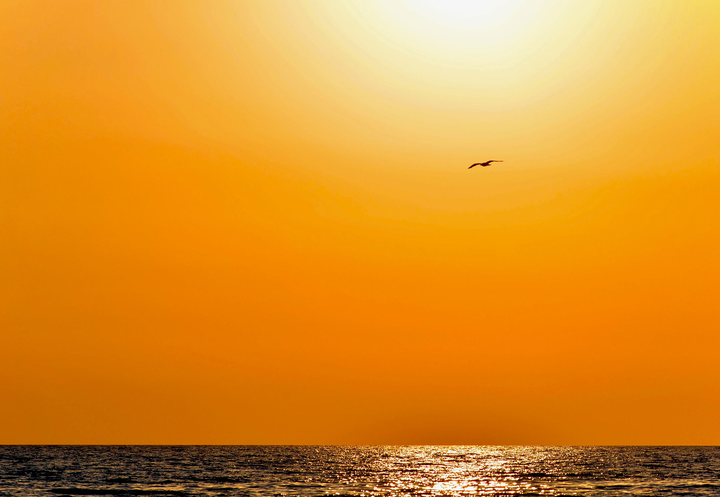 The Seagull's Flight