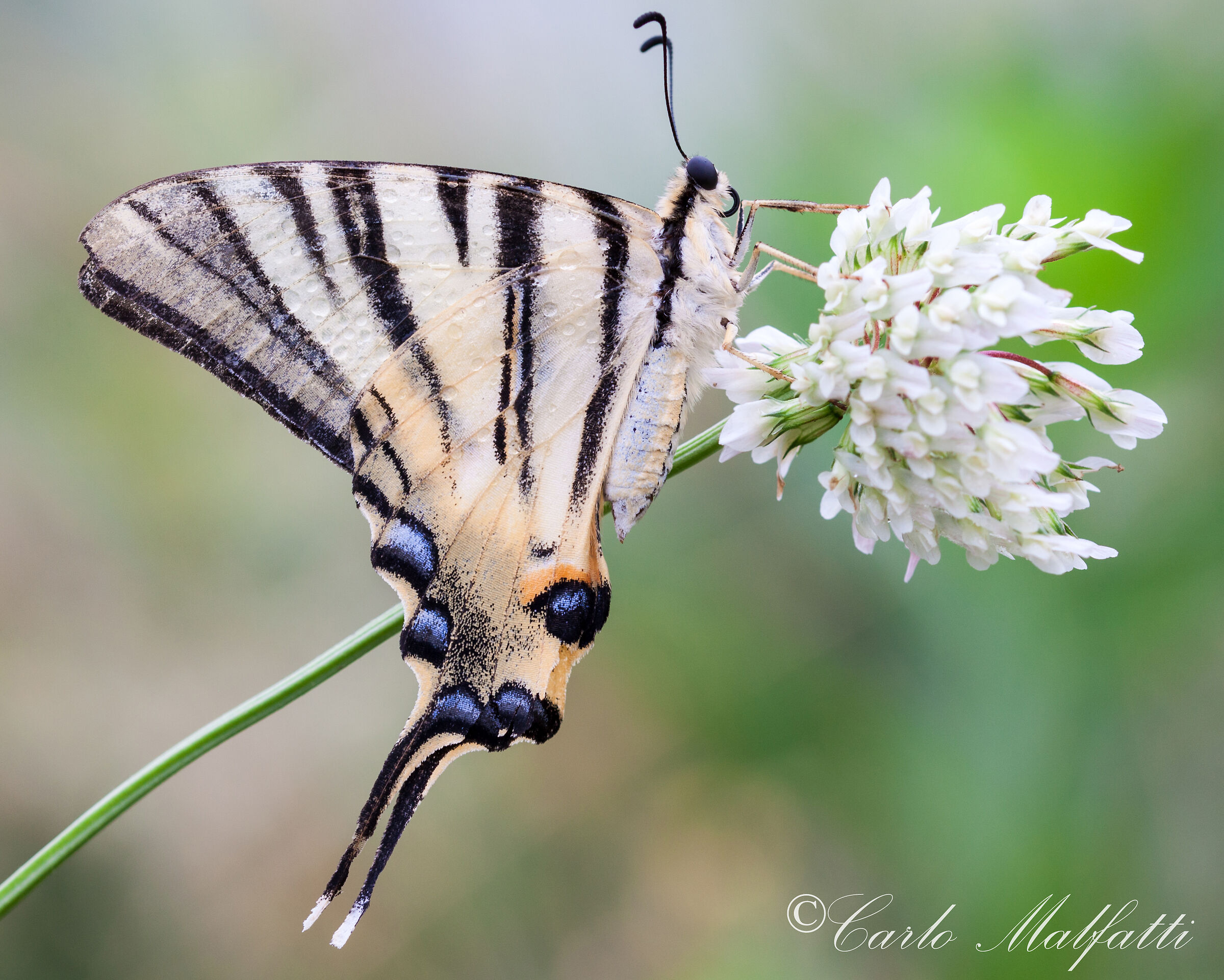 Primo piano podaliro