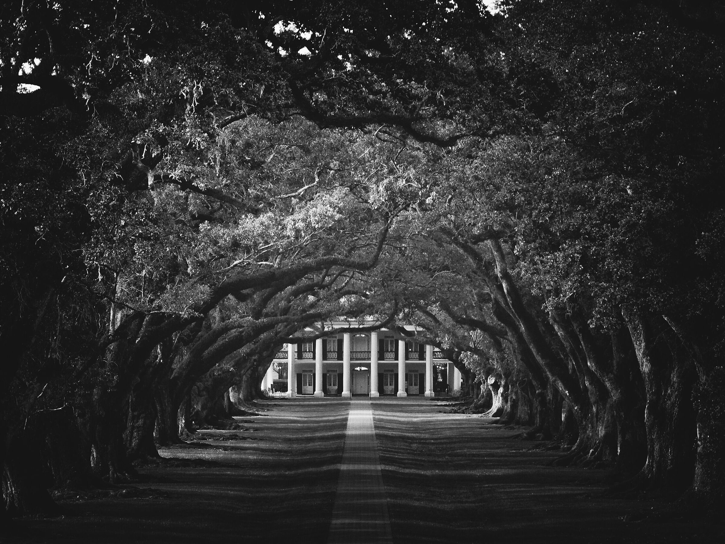 Oak Alley Plantation, Oak, A.