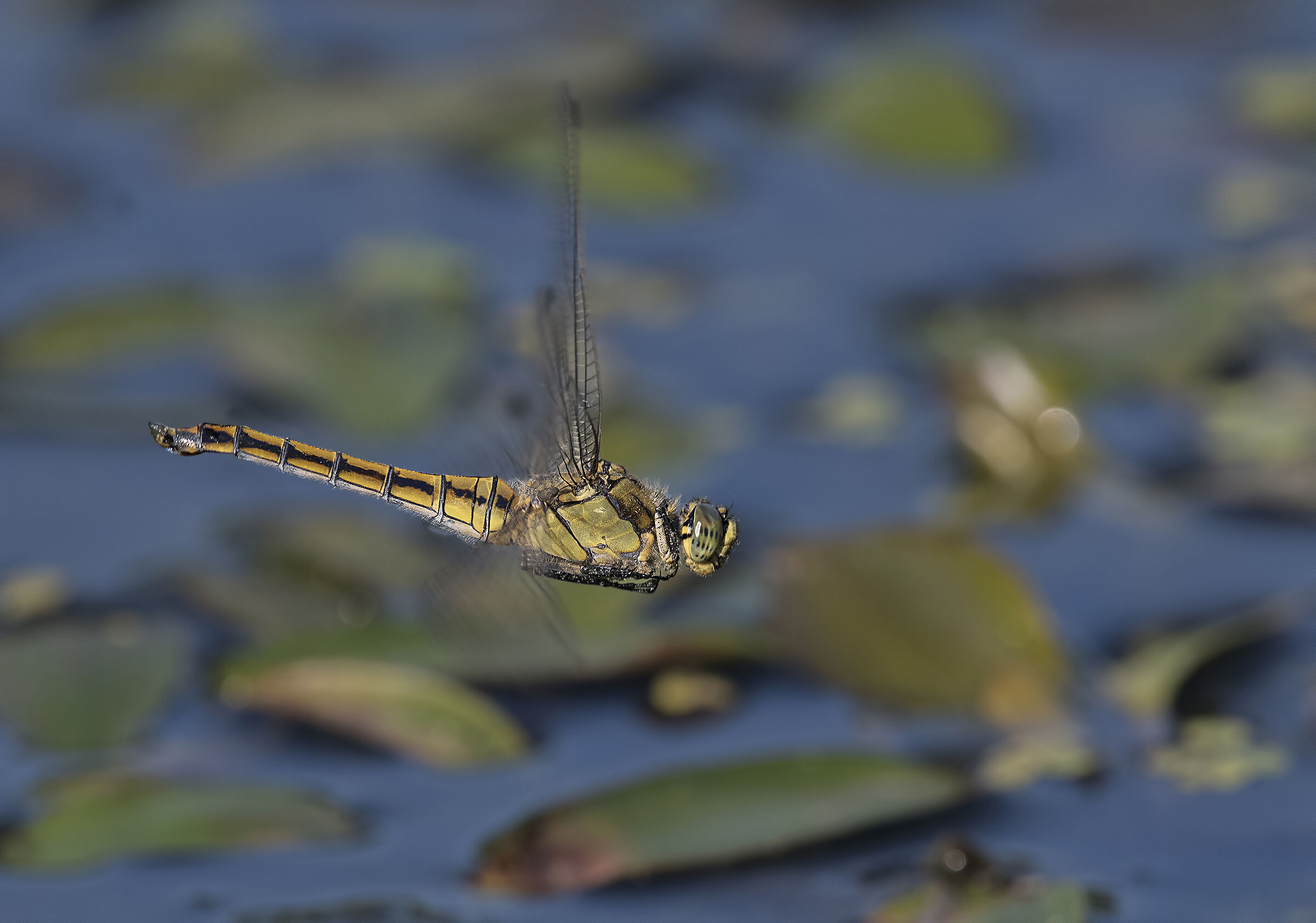 Dragonfly